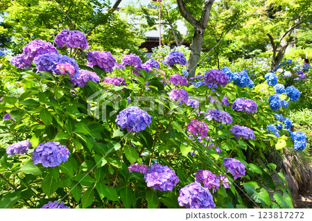 Beautiful hydrangeas at Hondo-ji Temple (Matsudo City, Chiba Prefecture) 123817272