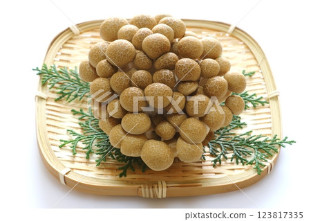 Bunashimeji 123817335