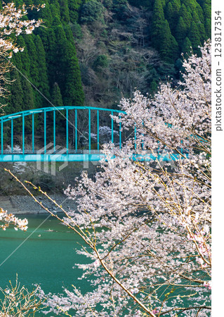 沐浴在春日陽光中的櫻花樹和橋樑。 123817354