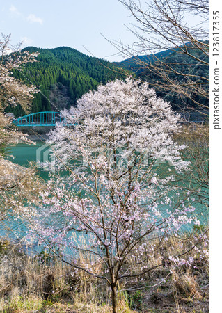 Dam lake scenery bathed in the spring sunshine "Oku-Kuma Prefectural Natural Park, Ichifusa Dam cherry blossom scenery" (Yuyama, Minakami Village, Kuma District, Kumamoto Prefecture) Dam lake scenery bathed in the spring sunshine "Oku-Kuma Prefectural Natural Park, Ichifusa Dam cherry blossom scenery" (Yuyama, Minakami Village, Kuma District, Kumamoto Prefecture) 123817355