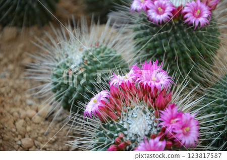 Pink cactus flower 123817587