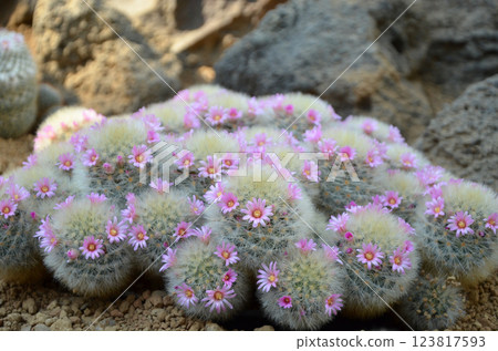 Pink cactus flower 123817593