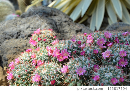 Pink cactus flower 123817594