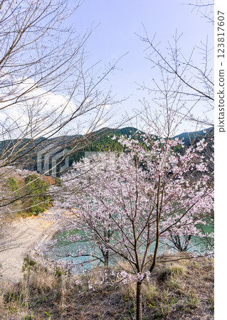 奧球磨縣立自然公園的市房水壩在櫻花季顯得格外美麗（熊本縣球磨郡水上村湯山） 123817607