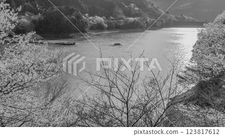 Monochrome: A view of Ichifusa Dam in Oku-Kuma Prefectural Natural Park, shining in the cherry blossom season (Yuyama, Minakami Village, Kuma District, Kumamoto Prefecture) 123817612