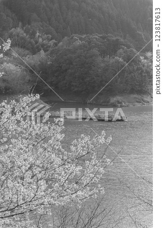 Monochrome: A view of Ichifusa Dam in Oku-Kuma Prefectural Natural Park, shining in the cherry blossom season (Yuyama, Minakami Village, Kuma District, Kumamoto Prefecture) 123817613
