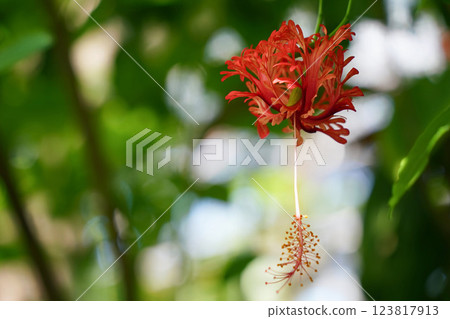 風鈴草之美 風鈴草之美 123817913