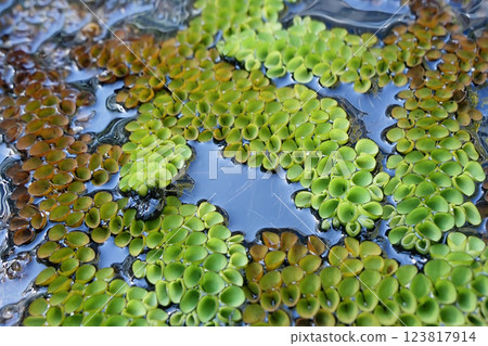 Salvinia cuculata floating on the water surface Salvinia cuculata floating on the water surface 123817914