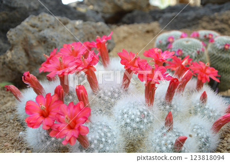 紅色仙人掌花 紅色仙人掌花 123818094