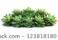 Lush green succulent plants arranged in cluster. ai generative 123818180