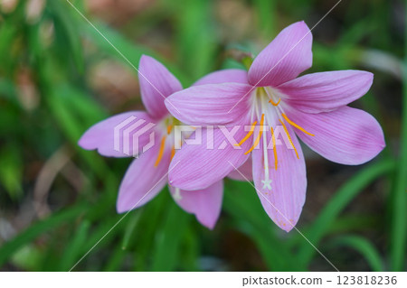 藏紅花的魅力 123818236