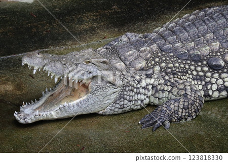 Nile crocodile 123818330