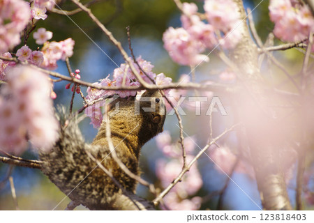 Cherry blossoms in full bloom 123818403