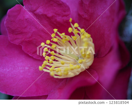Camellia flower close-up Camellia flower close-up 123818504