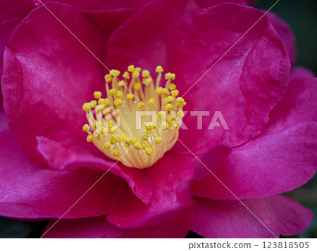 Camellia flower close-up Camellia flower close-up 123818505