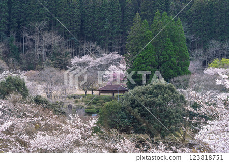 觀光休憩地：淺之原臨水公園的櫻花美景（熊本縣球磨郡水上村湯山） 123818751