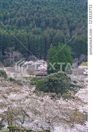 觀光休憩地：淺之原臨水公園的櫻花美景（熊本縣球磨郡水上村湯山） 123818752