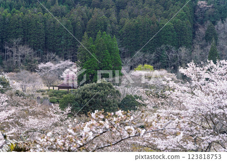 觀光休憩地:淺之原臨水公園的櫻花美景(熊本縣球磨郡水上村湯山) 觀光休憩地:淺之原臨水公園的櫻花美景(熊本縣球磨郡水上村湯山) 123818753
