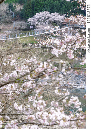 觀光休憩地:淺之原臨水公園的櫻花美景(熊本縣球磨郡水上村湯山) 觀光休憩地:淺之原臨水公園的櫻花美景(熊本縣球磨郡水上村湯山) 123818773