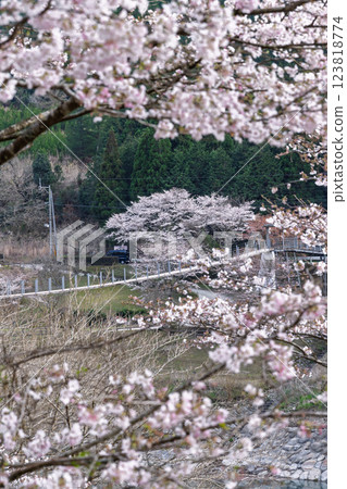 Sightseeing and recreational spot: The beautiful cherry blossoms of Asanohara Waterfront Park (Yuyama, Minakami Village, Kuma District, Kumamoto Prefecture) Sightseeing and recreational spot: The beautiful cherry blossoms of Asanohara Waterfront Park (Yuyama, Minakami Village, Kuma District, Kumamoto Prefecture) 123818774