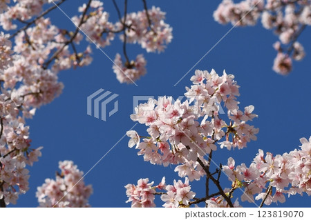 玉輪櫻花、鎌倉、大船花卉中心 123819070