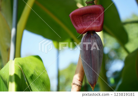 熱帶香蕉花 123819181