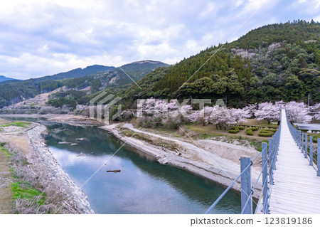 櫻花季的阿勢原臨水公園的採氣橋閃閃發光(熊本縣球磨郡水上村湯山) 櫻花季的阿勢原臨水公園的採氣橋閃閃發光(熊本縣球磨郡水上村湯山) 123819186