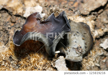 A translucent gelatinous Agaric Mushroom with a felt-like brushed surface and brown underside of the cap (macrophotography in natural light) 123819216