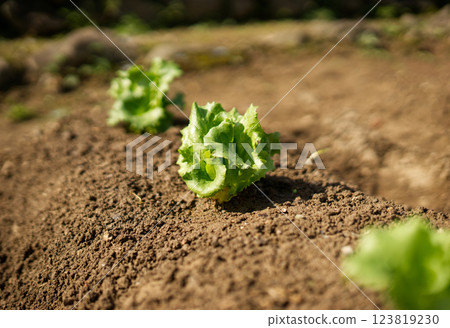 Planting lettuce seedlings 123819230