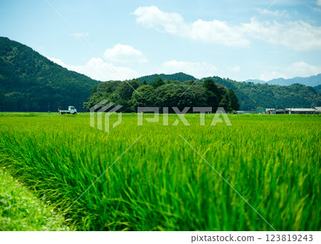 Summer rice fields and blue sky 123819243