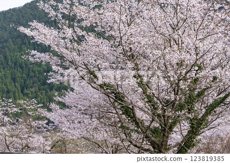 觀光休憩地:淺之原臨水公園的櫻花美景(熊本縣球磨郡水上村湯山) 觀光休憩地:淺之原臨水公園的櫻花美景(熊本縣球磨郡水上村湯山) 123819385