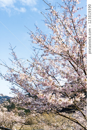 Sightseeing and recreational spot: The beautiful cherry blossoms of Asanohara Waterfront Park (Yuyama, Minakami Village, Kuma District, Kumamoto Prefecture) 123819390