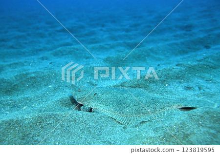 比目魚躲在沙裡 123819595