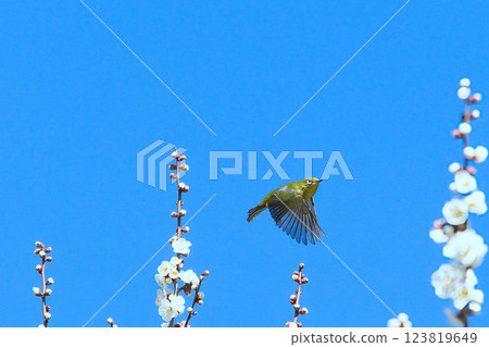 一隻繡眼鳥在梅花間飛翔 123819649