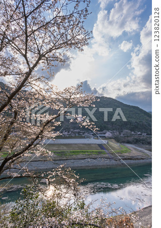 櫻花季時,水壩湖周邊光彩奪目。 櫻花季時,水壩湖周邊光彩奪目。 123820128
