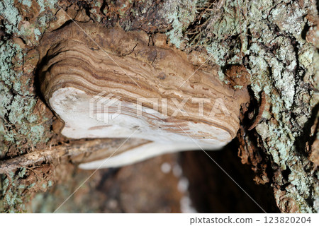 Side view of the thick-capped Pseudokirchneriella nigricans mushroom (strobe + macro close-up in natural environment) Side view of the thick-capped Pseudokirchneriella nigricans mushroom (strobe + macro close-up in natural environment) 123820204