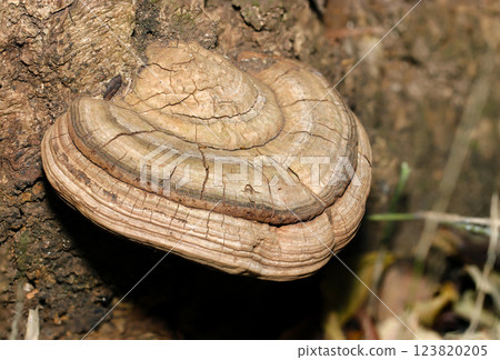A full view of the large-capped Pseudokirchneriella nigricans mushroom (strobe + macro close-up in natural environment) 123820205