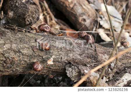 Wild shiitake mushrooms growing on logs in the forest (natural light + strobe macro close-up) Wild shiitake mushrooms growing on logs in the forest (natural light + strobe macro close-up) 123820236