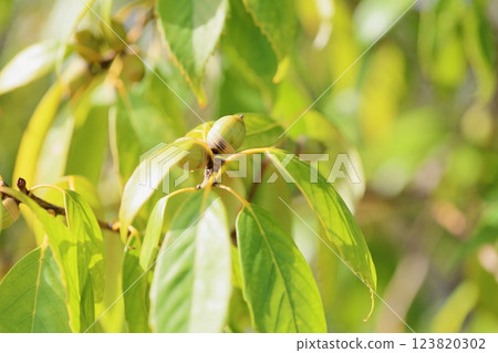 Cute acorns Cute acorns 123820302