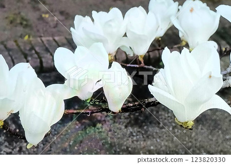 細雨中優雅綻放的花朵 123820330