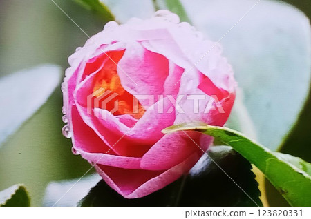 Flowers blooming gracefully in the light rain 123820331