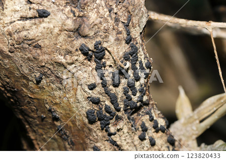 A group of black hyacinth mushrooms growing on the trunks of dead trees 123820433
