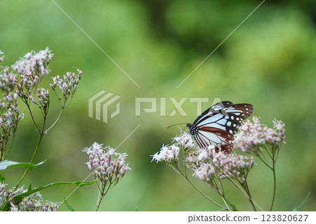 Traveling butterfly, the Monarch butterfly 123820627