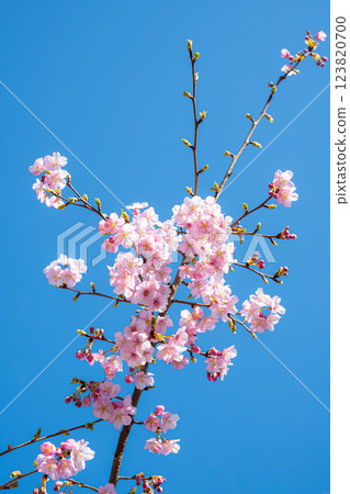 Winter cherry blossoms and spring sunshine a-1 123820700