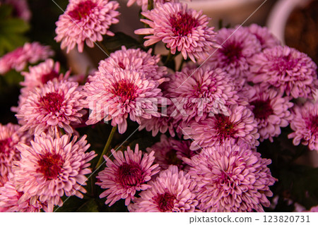 beautiful chrysanthemum flower 123820731