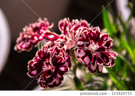Purple flowers close-up 123820733