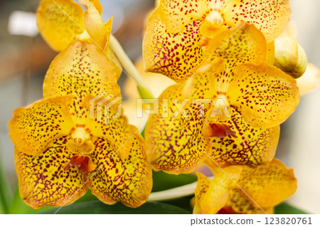 Pink orchid flower in garden Pink orchid flower in garden 123820761