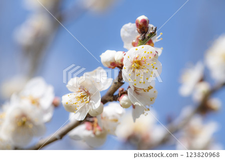 Plum blossoms shining in the morning sun 123820968