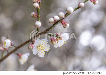 Plum blossoms shining in the morning sun 123820973