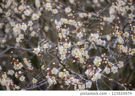 Plum blossoms in Yoshino Plum Garden 123820974